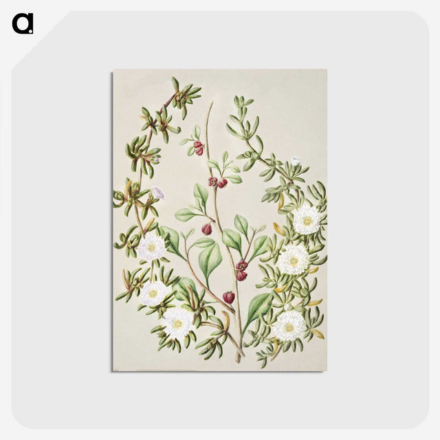 1-49_Native-Flowering-Plants-of-New-Zealand_postcard