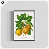 1-49_Nederlandsche-Flora-en-Pomona_blk-crop