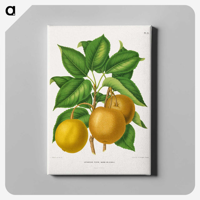 1-49_Nederlandsche-Flora-en-Pomona_canvas