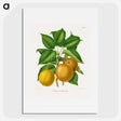 1-49_Nederlandsche-Flora-en-Pomona_picture