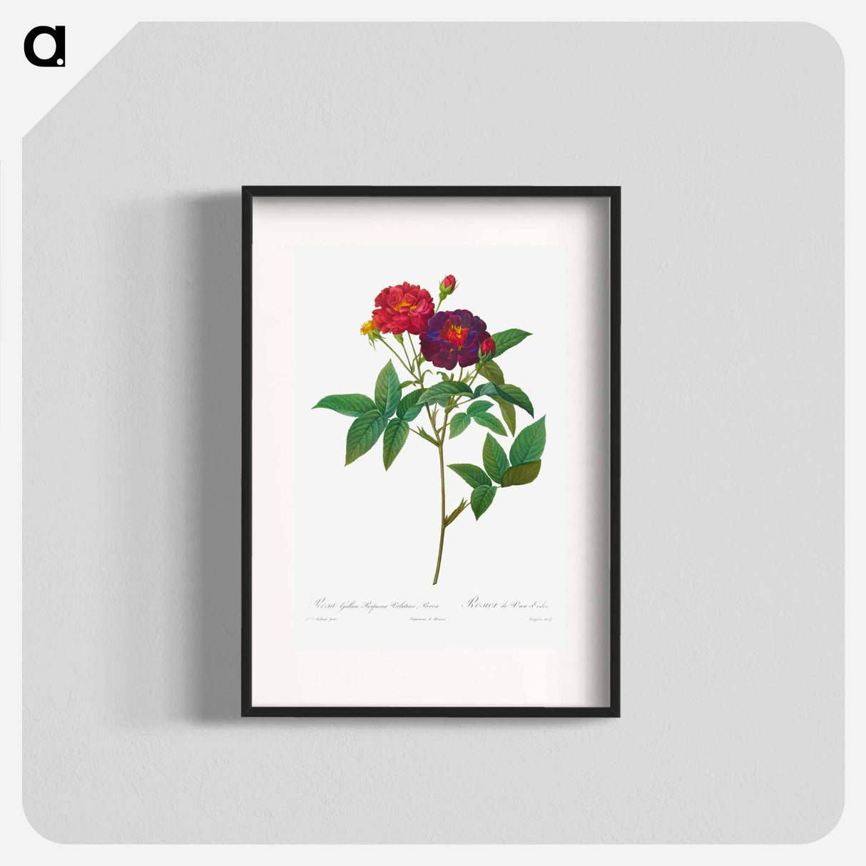 Rosa Gallica Purpurea Velutina Parva - ピエール ジョゼフ ルドゥーテ Poster.