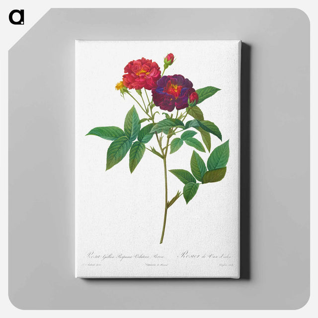 アートパネル-Rosa Gallica Purpurea Velutina Parva - ピエール ジョゼフ ルドゥーテ Canvas.