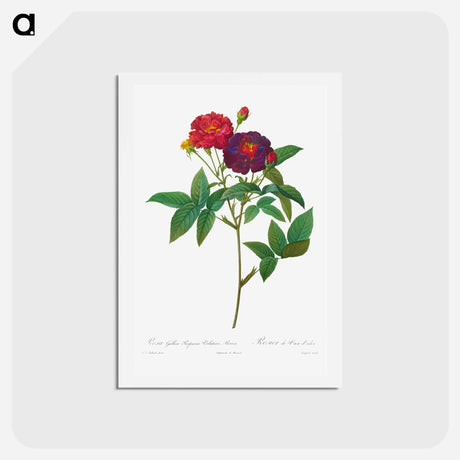 アートポストカード-Rosa Gallica Purpurea Velutina Parva - ピエール ジョゼフ ルドゥーテ Postcard.