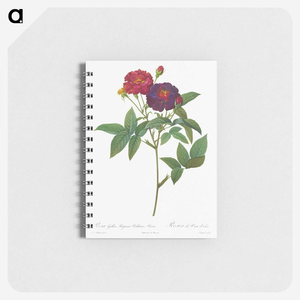 1-49_Pierre-Joseph-Redoute_memo