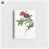 1-49_Pierre-Joseph-Redoute_memo