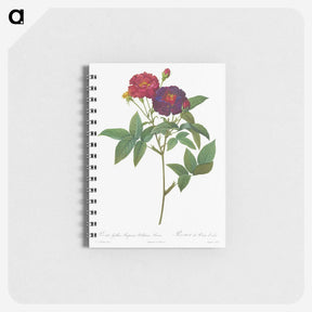 1-49_Pierre-Joseph-Redoute_memo