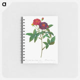 Rosa Gallica Purpurea Velutina Parva - ピエール ジョゼフ ルドゥーテ Memo.