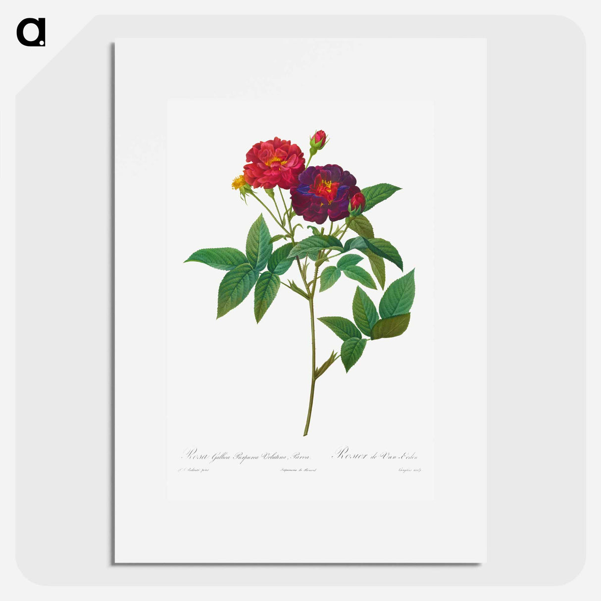 Rosa Gallica Purpurea Velutina Parva - ピエール ジョゼフ ルドゥーテ Poster.