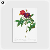 アートポストカード-Rosa Gallica Purpurea Velutina Parva - ピエール ジョゼフ ルドゥーテ Postcard.