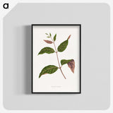 1-49_Plants-with-Colored-Foliage_blk-crop