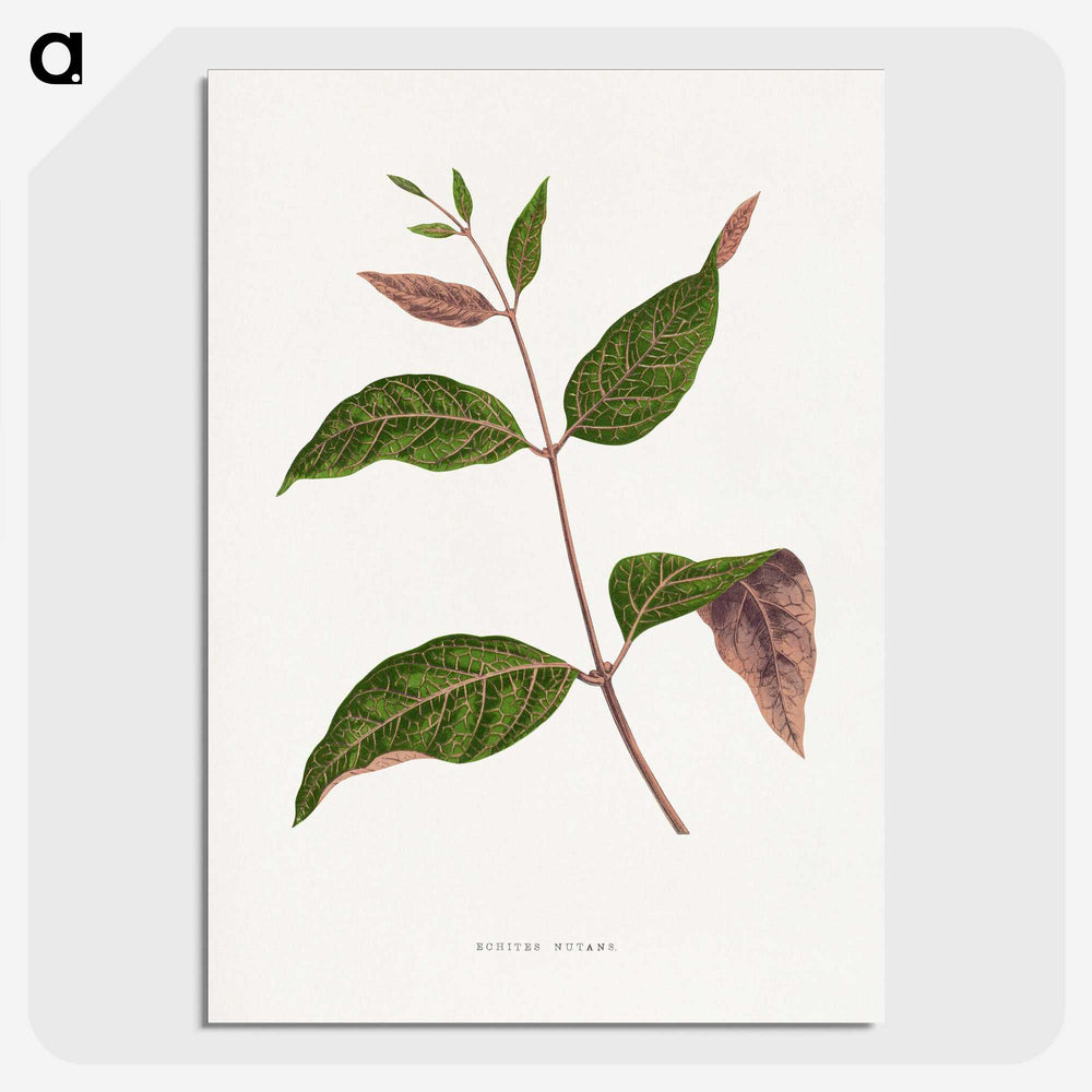 1-49_Plants-with-Colored-Foliage_picture-crop