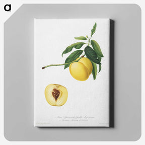 1-49_Pomona-Italiana_canvas