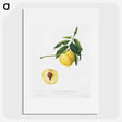 1-49_Pomona-Italiana_picture
