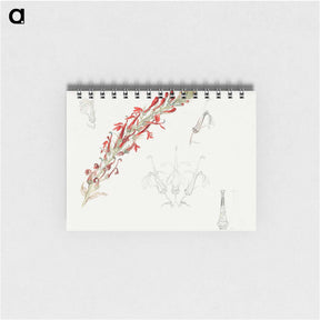 アートメモ帳-Cardinal Flower - サミュエル コールマン Memo.
