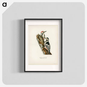 アートポスター-White-backed Woodpeckers
 - スヴェンスカ フォグラル Poster.
