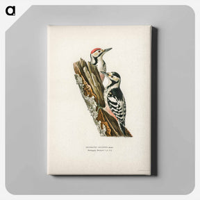 アートパネル-White-backed Woodpeckers
 - スヴェンスカ フォグラル Canvas.
