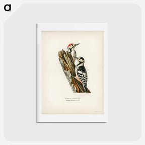 アートポストカード-White-backed Woodpeckers
 - スヴェンスカ フォグラル Postcard.