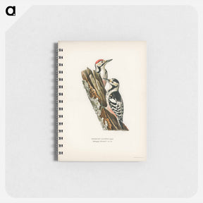 アートメモ帳-White-backed Woodpeckers
 - スヴェンスカ フォグラル Memo.