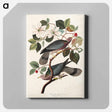 アートパネル-Band-tailed Pigeon from Birds of America
 - アメリカの鳥たち Canvas.