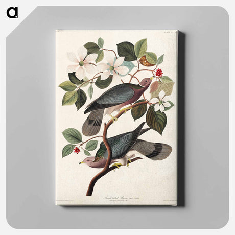 アートパネル-Band-tailed Pigeon from Birds of America
 - アメリカの鳥たち Canvas.