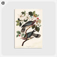アートポストカード-Band-tailed Pigeon from Birds of America
 - アメリカの鳥たち Postcard.