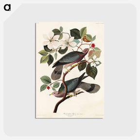 アートポストカード-Band-tailed Pigeon from Birds of America
 - アメリカの鳥たち Postcard.