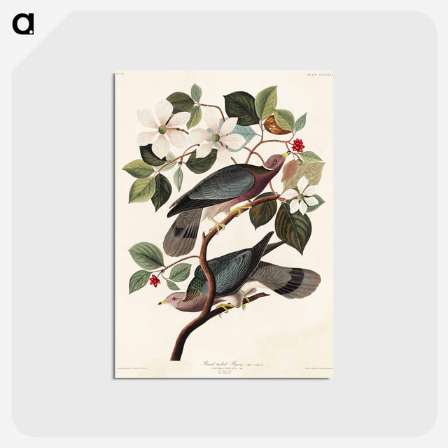 アートポストカード-Band-tailed Pigeon from Birds of America
 - アメリカの鳥たち Postcard.