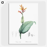 1-49_The-Lilies_picture-crop