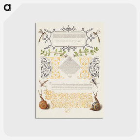 アートポストカード-Insects, Basil Thyme, and Land Snails from Mira Calligraphiae Monumenta
 - 書道のお手本 Postcard.