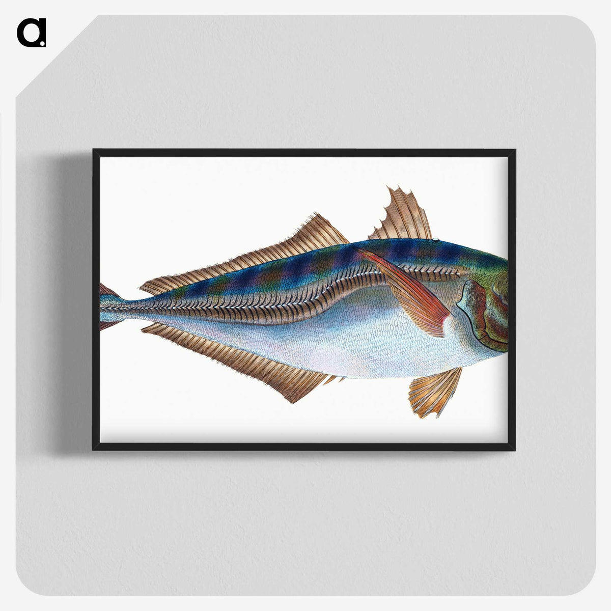 1-49_The-Natural-History-of-British-Fishes_blk-crop
