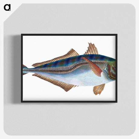 1-49_The-Natural-History-of-British-Fishes_blk-crop