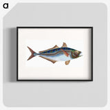 1-49_The-Natural-History-of-British-Fishes_blk