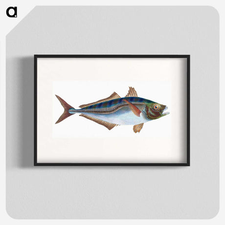 1-49_The-Natural-History-of-British-Fishes_blk