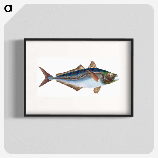 1-49_The-Natural-History-of-British-Fishes_blk