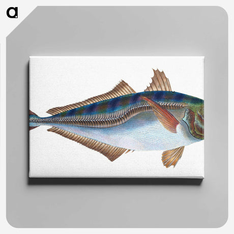 1-49_The-Natural-History-of-British-Fishes_canvas