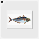 1-49_The-Natural-History-of-British-Fishes_hagaki