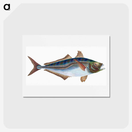 1-49_The-Natural-History-of-British-Fishes_hagaki