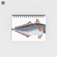 1-49_The-Natural-History-of-British-Fishes_memo