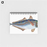 1-49_The-Natural-History-of-British-Fishes_memo