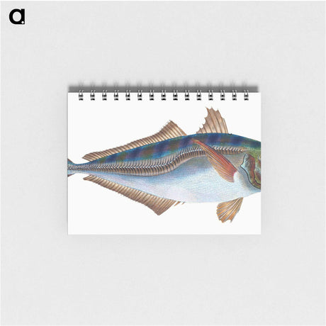 1-49_The-Natural-History-of-British-Fishes_memo
