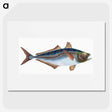 1-49_The-Natural-History-of-British-Fishes_picture