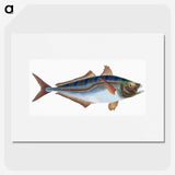 1-49_The-Natural-History-of-British-Fishes_picture