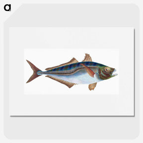1-49_The-Natural-History-of-British-Fishes_picture