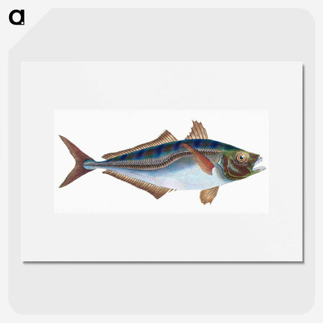 1-49_The-Natural-History-of-British-Fishes_picture