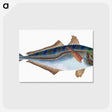 1-49_The-Natural-History-of-British-Fishes_postcard