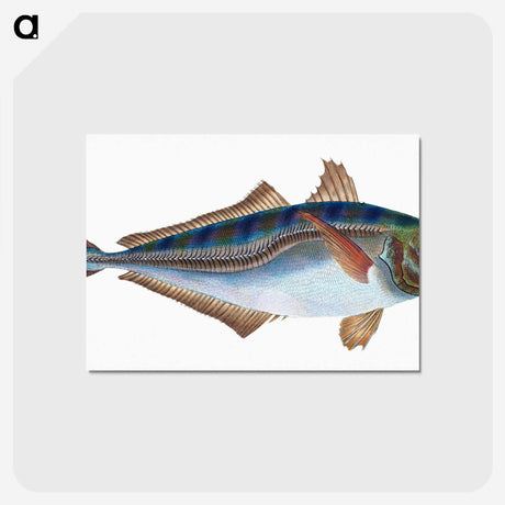 1-49_The-Natural-History-of-British-Fishes_postcard