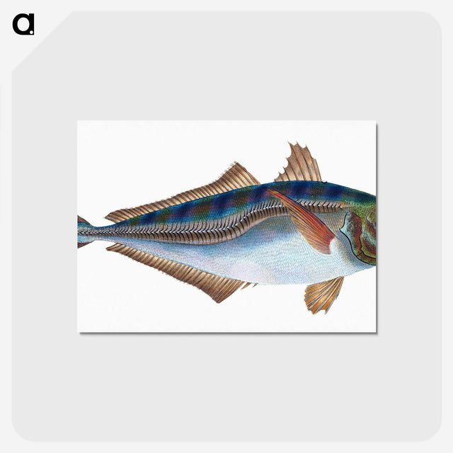 1-49_The-Natural-History-of-British-Fishes_postcard