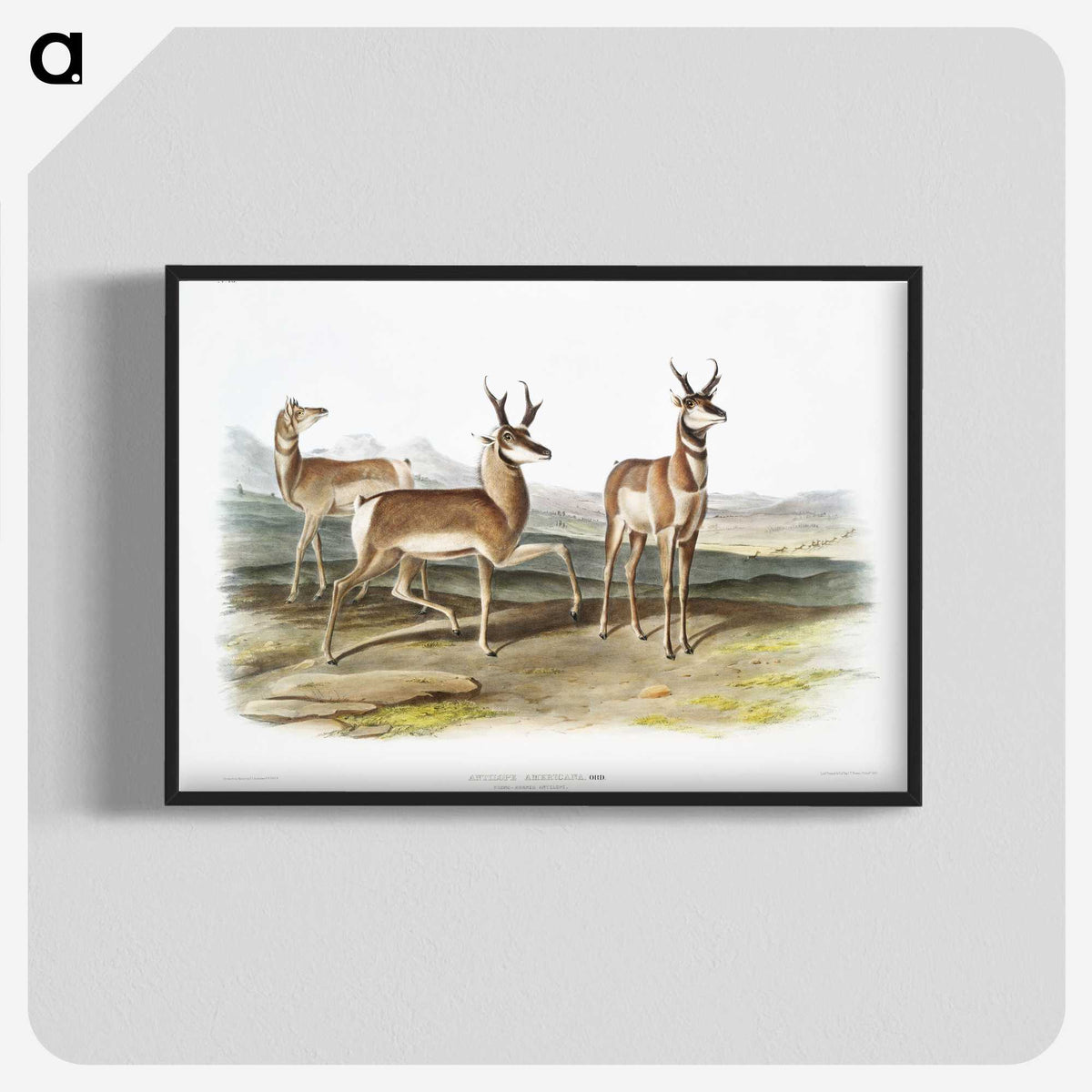 1-49_The-Viviparous-Quadrupeds_blk-crop