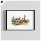 1-49_The-Viviparous-Quadrupeds_blk