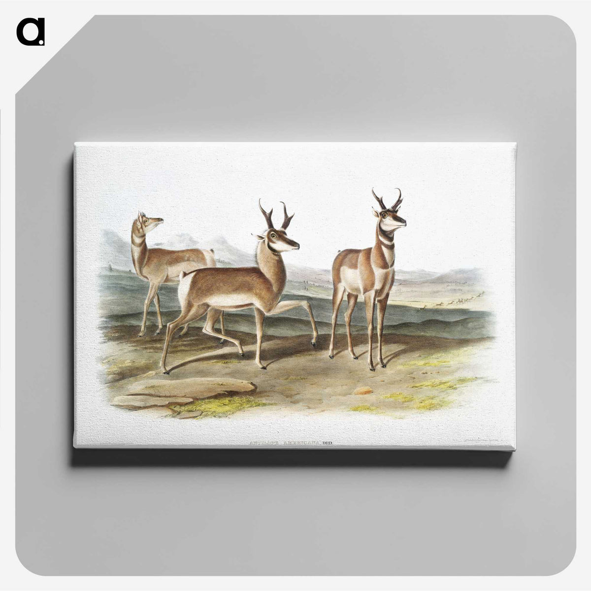 1-49_The-Viviparous-Quadrupeds_canvas